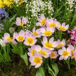 Bulbes à fleurs à planter à l'automne - Tulipe Lilac Wonder (x10) - face recto